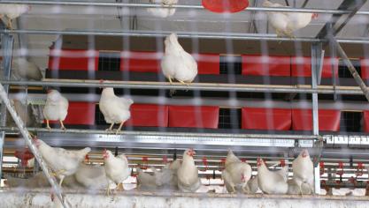 Vanaf 2026 voldoet de standaardkip van Colruyt en OKay aan de strikte criteria van het Better Chicken Commitment.