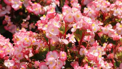 begonia-3562322_1920