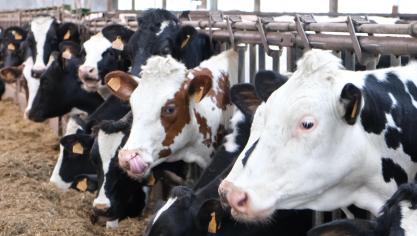 De bijdragen voor de sector runderen worden berekend op basis van de gegevens geregistreerd in Sanitel voor de referentieperiode die loopt van 01/09/2020 tot 31/08/2021.