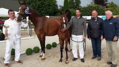 SuperKampioene 2021 in Libramont: het springgericht gefokte merrieveulen Belle du Mas d’Eole Z (Burbery DK Z x Clover Hill XX)