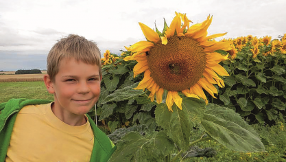 De zonnebloem biedt vele voordelen: hij is zuinig met water en grondstoffen, en levert zaden en kwaliteitsolie.