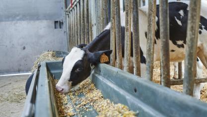 Bij de oudere kalveren is het van belang om het voer (krachtvoer, ruwvoer) minstens dagelijks te verversen om broei en dus verlies aan smakelijkheid en voederwaarde te voorkomen.