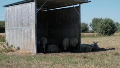 Vandaag zijn er geen duidelijke richtlijnen voor de beschutting van dieren.