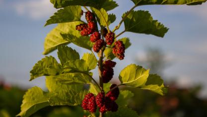 Zwarte moerbeiboom (Morus nigra)