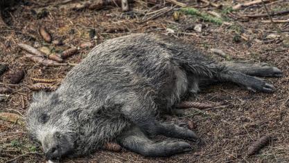 Het AVP-virus kan lange tijd overleven in dode dieren. Karkassen van everzwijnen blijven dus besmettelijk.