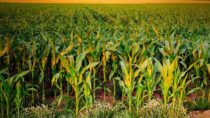 De maïsprijzen daalden daarentegen met 0,9% doordat de verbeterde productievooruitzichten in Argentinië, Europa en Oekraïne de verlaagde productieverwachtingen in Brazilië en de Verenigde Staten van Amerika temperden.