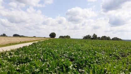 Cercospora breidde afgelopen week sterk uit in de bietenvelden.