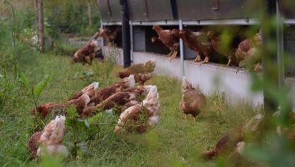In de beschermingszone (3 km) dienen alle vogels in stallen, gebouwen of hokken opgesloten te worden.