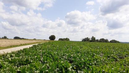 Cercospora breidde afgelopen week sterk uit in de bietenvelden.