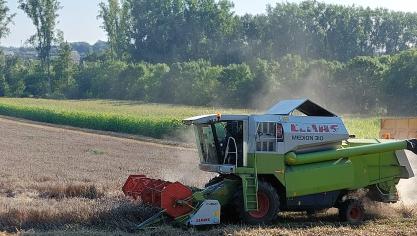 Op heel wat plaatsen in ons land werd eind augustus en zelfs begin september nog wintertarwe geoogst.