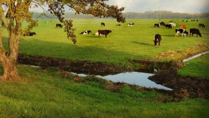 De plannen om eventueel boeren in Nederland uit te kopen, zorgt voor heel wat onrust.