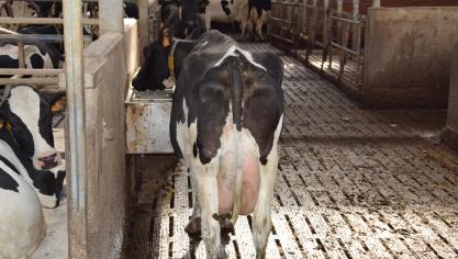 De waterbehoefte van een hoogproductieve koe kan oplopen tot 100 à 150 l per dag en meer.