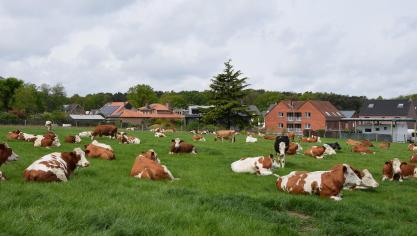 AMCRA is niet akkoord met het ontzeggen van belangrijke antibiotica voor diergeneeskundig gebruik.