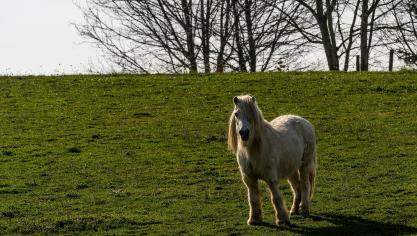 Zondagnacht zijn 2 shetlandpony’s doodgebeten.
