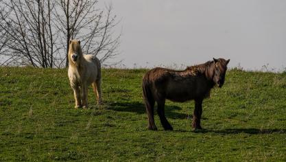 Nu ook paarden en runderen door de wolf aangevallen worden, blijkt er bij de paardenhouders geen draagvlak meer om de aanwezigheid van de wolf te blijven tolereren.