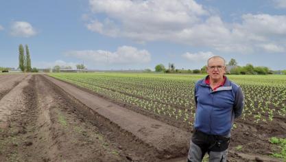 Dirk past de typische teeltmethode van de regio Sint-Katelijne-Waver toe: de beddenteelt.