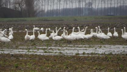 De kleine zwaan is een Europees beschermde wintergast.