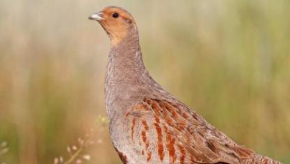Aanleiding van de open brief vormt de sluiting van de jacht op patrijs in 59 wildbeheereenheden. Maar meer algemeen vormt vooral haar manier van werken een probleem.