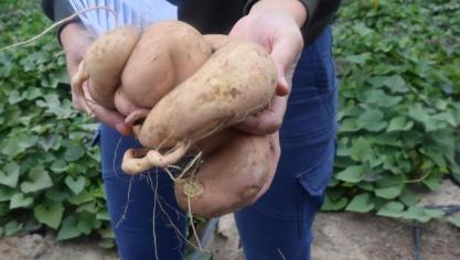 Er ezijn nkele projecten om de teelt van de zoete aardappel bataat in Vlaanderen te verbeteren.