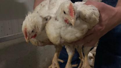 In het project Kipvang staat het diervriendelijker vangen van pluimvee voorop.