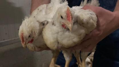 In het project Kipvang staat het diervriendelijker vangen van pluimvee voorop.
