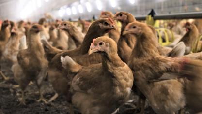 De beslissing kadert in het programma Beter voor Kip, Natuur &amp; Boer, waarmee Albert Heijn België het Better Chicken Commitment (BBC) onderschrijft.