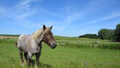 Door een nieuwe regeling krijgen niet-professionele paardenhouders in het wolvengebied steun voor een wolfwerende omheining.