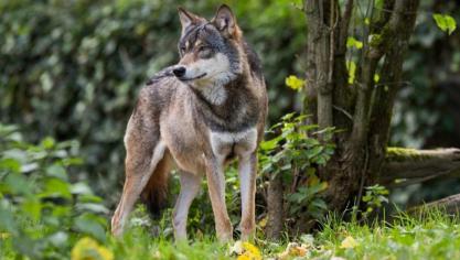 Het gemeentebestuur van Oudsbergen heeft haar 15-puntenplan voor de wolf gepubliceerd.