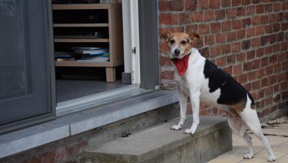 Bij de huisdieren krijgen honden het vaakst antibiotica toegediend.
