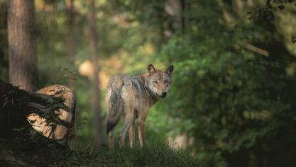 Loup