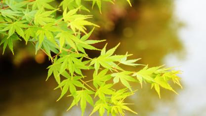 Japanse esdoorns zorgen voor een instant zengevoel in de tuin.