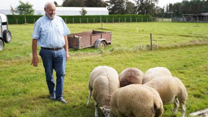 Marcel verloor 4 schapen na een wolvenaanval.