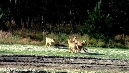 10 wolven