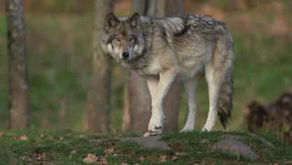 Voor Boerenbond is het aan de overheid om met volwaardige oplossingen te komen in verband met de wolf.