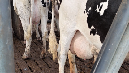 Mastitis komt veel vaker voor in de eerste 20 dagen van de lactatie.