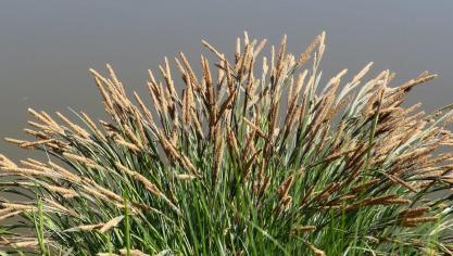 Met hun langgerekte silhouet, hun fijne bladeren en hun sierlijke pluimen veroverden de siergrassen langzaam maar zeker het hart van de tuinliefhebber.