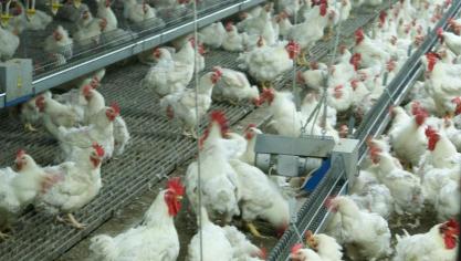 Er kondigt zich een erg zwaar vogelgriepseizoen aan.