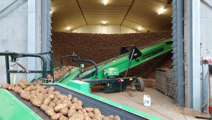 Besteed voldoende aandacht aan de kiemremming in de aardappelbewaring.