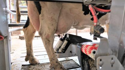 De speenbekers correct ontsmetten na het melken is zeer belangijk om het aantal bacteriën te doen dalen.