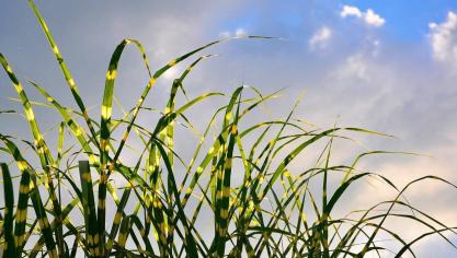 Miscanthus sinensis ‘Zebrinus’ heeft opvallend groen-geel gestreepte bladeren.