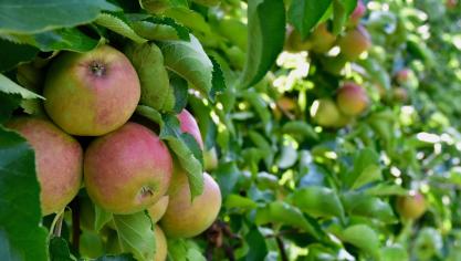 Bijna de helft van de appelen en peren wordt via een brede weersverzekering verzekerd.