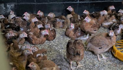 Ondertussen maakten al 5 supermarktketens bekend deel te nemen aan het Better Chicken Commitment.