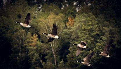 De vaststelling van het vogelgriepvirus (H5N1) bij een wilde gans noopt tot verstengde maatregelen voor de hele pluimveesector.