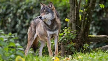 Volgens de eerste vaststellingen gaat het om een jonge vrouwelijke wolf.