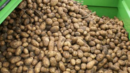 De totale oppervlakte aardappelen in België is met 7,8% afgenomen in 2021. In totaal zijn er nu nog bijna 90.000 ha aardappelen in ons land.