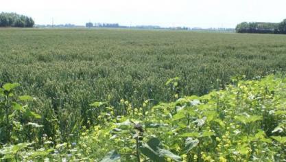 Landbouwers die randvoorwaarden niet naleven, kunnen worden gesanctioneerd.