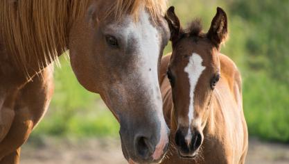 foal-gae0da6059_1920