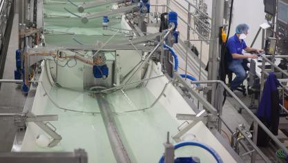 De mozzarella die geproduceerd zal worden in Baudour, in de vorm van blokken van 2,5 kilo, zal bestemd zijn voor de Europese markt en Azië.
