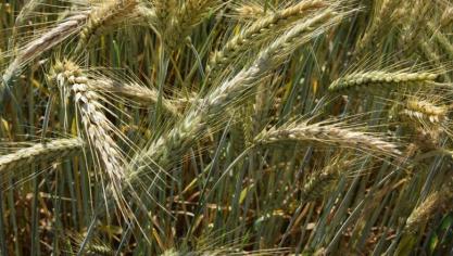 Triticale laat volgens StatBel een opbrengstdaling van een vijfde zien.