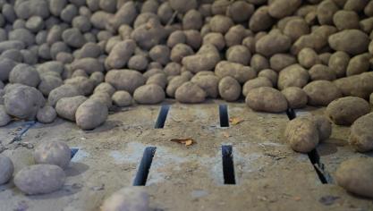 De marktstemming is voor alle 3 de rassen stabiel: het aanbod is gelijk aan de vraag.
